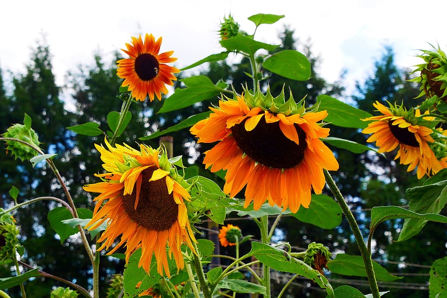 giant flowers, annual, sunflower, blooming, garden., helianthus, common sunflower, native flowers, native annuals, tall annual
