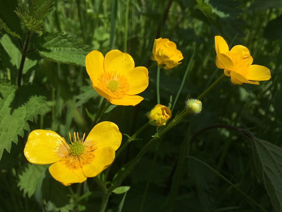 buttercup, flower, nature, meadow, summer, floral, yellow, flowering plant, plant, growth