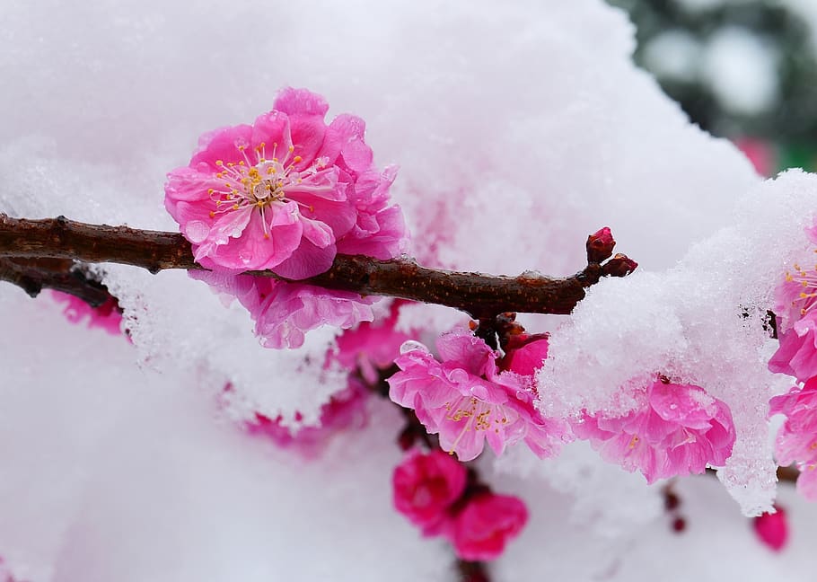 snow, spring, beautiful, love, nature, white, flowers, plants, winter, garden