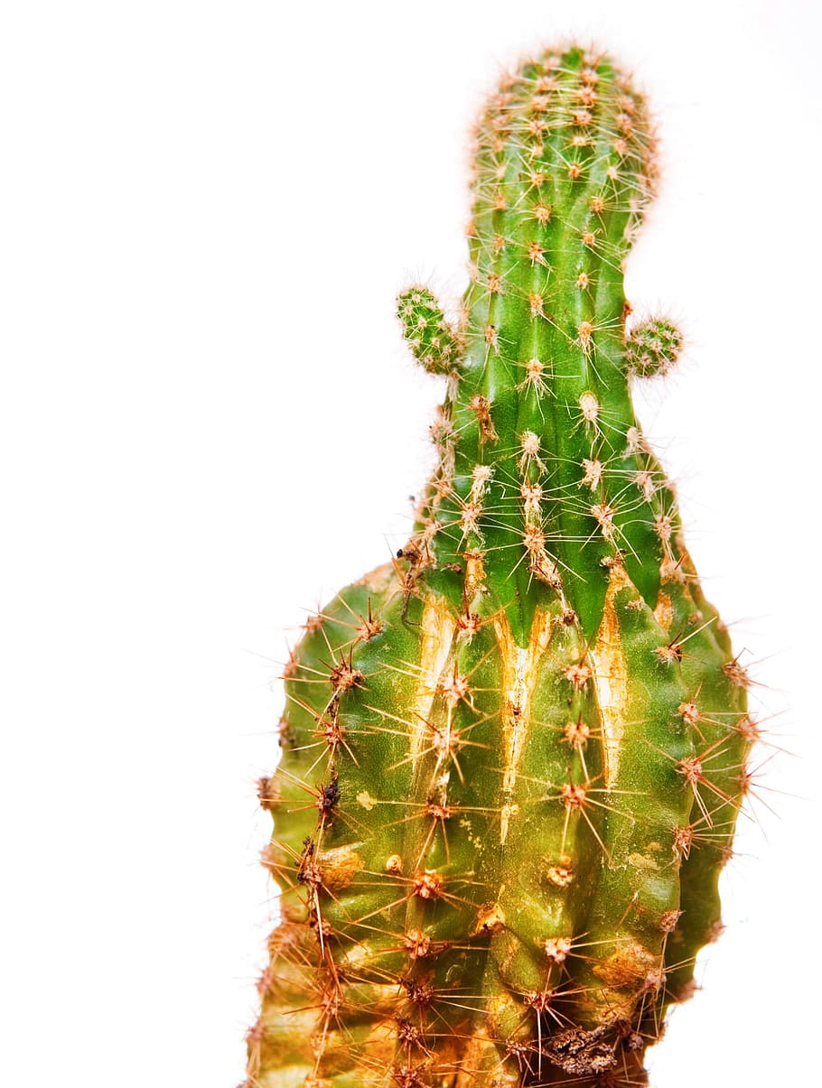 cactus, cerrar, primer plano, cura, detalle, floral, foco, verde, creciente, salud