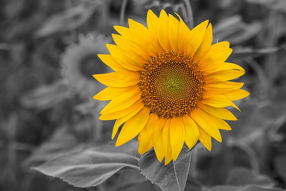 sunflower, natural, field, black an white, agriculture, yellow, flower, flowering plant, freshness, beauty in nature