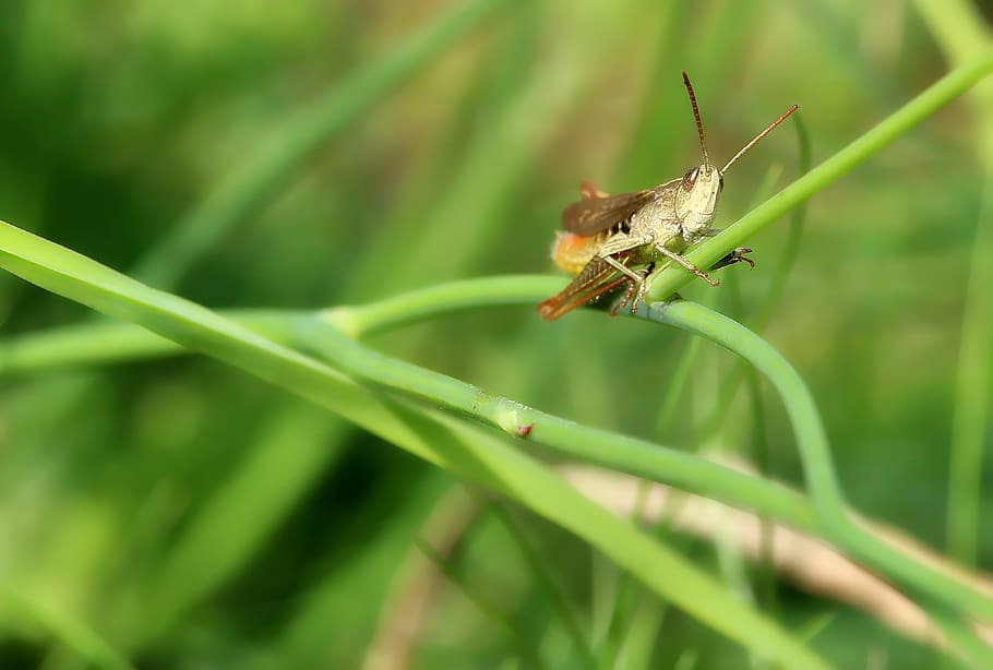 grasshopper, swamp locust, insect, hop, close up, nature, animal, macro, grass, meadow