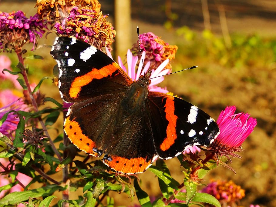 nature, butterfly day, insect, at the court of, flower, animals, butterflies, fair admiral, garden, plant