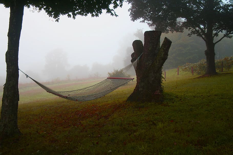 lone, hammock, foggy, morning, mist, relaxation, peaceful, tranquil, tranquility, plant