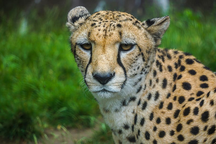 cheetah, fur, predator, fast, wild, big cat, wild animal, speed, head drawing, zoo