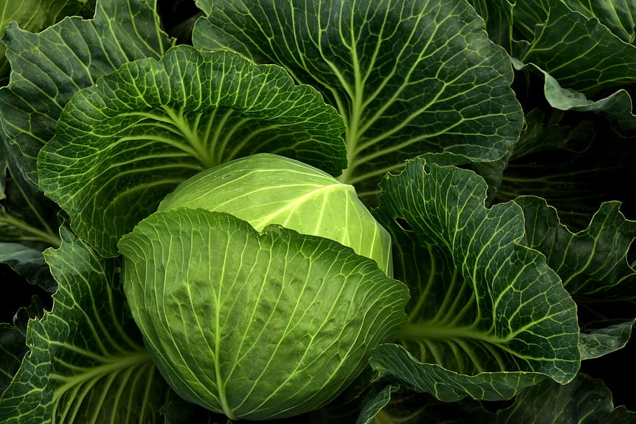 cabbage, cultivation, vegetables, healthy, cabbage field, green, food, agriculture, leaves, fresh