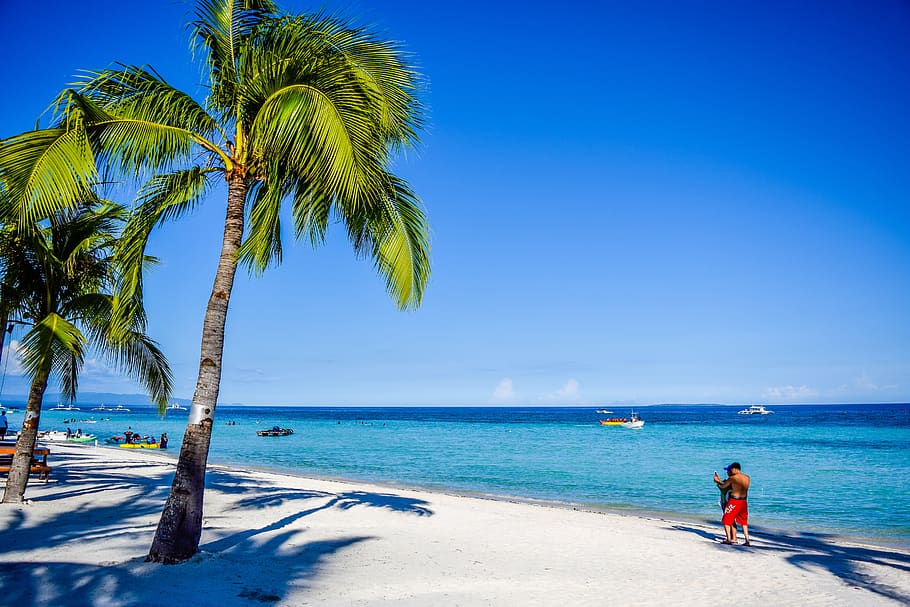 tropical, beach, coconut, palm tree, summer, ocean, blue, exotic, travel, water