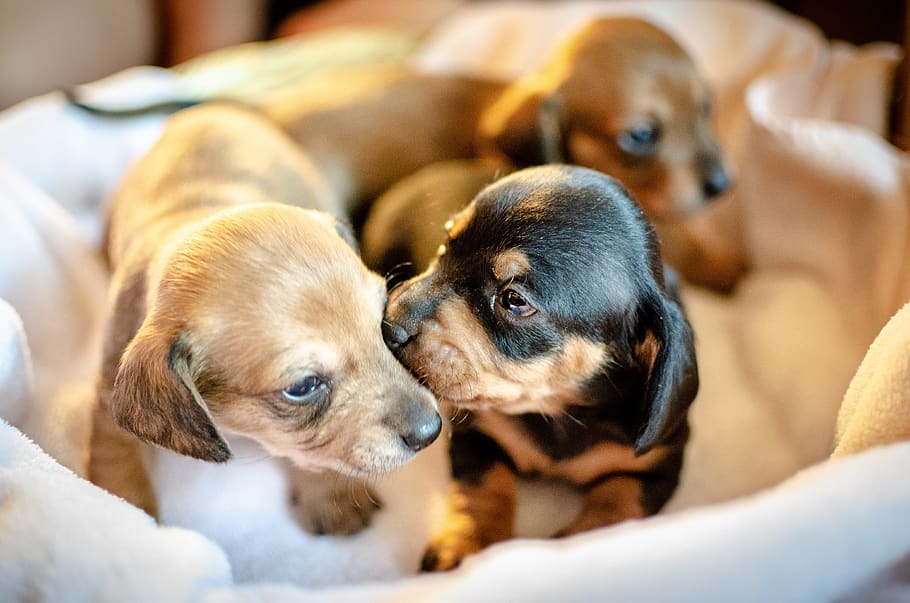 puppies, puppy, pup, dog, dachshund, brown, litter, cute, kiss, newborn
