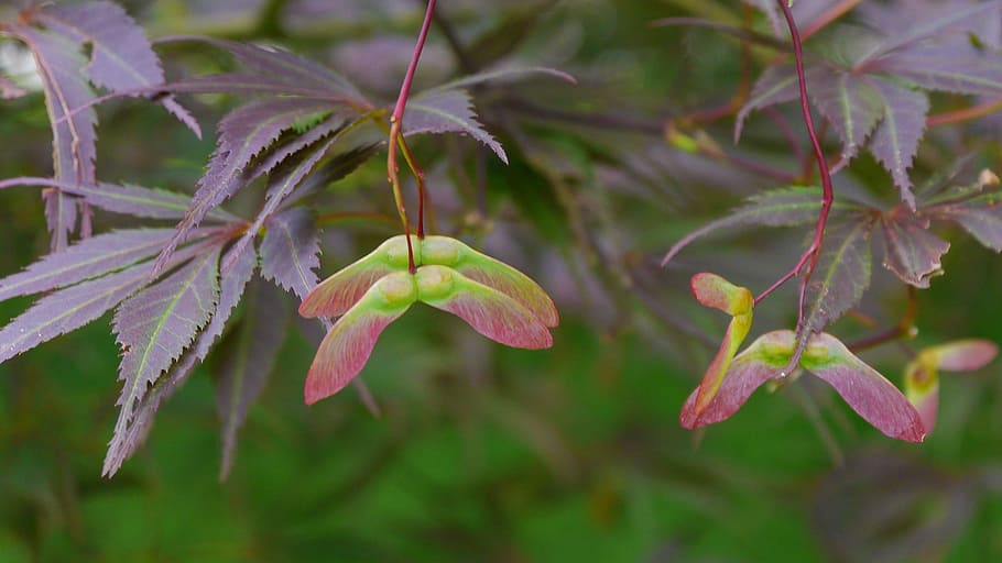 seed wings, japanese, red, maple tree, lacey, leaves., japanese maple, japanese maple tree, acer palmatum, japanese red maple