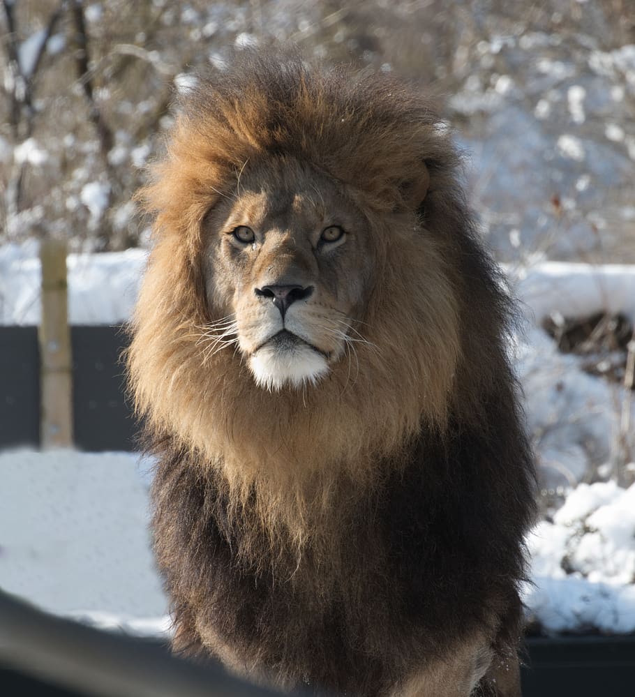 lion, predator, zoo, africa, safari, animal world, big cat, wild animal, mane, cat