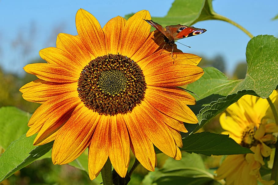 flor, girasol, insecto, mariposa, mariposa pavo real, invertebrados,  insectos, temas de animales, fauna animal, animal | Pxfuel