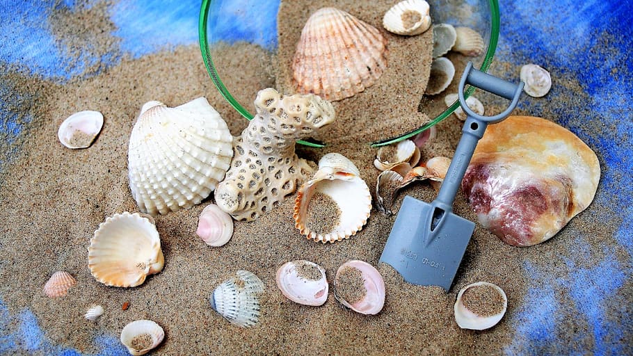 sand, desire, dream, imagination, seashell, blue, crustaceans, scallop, sandy beach, shells