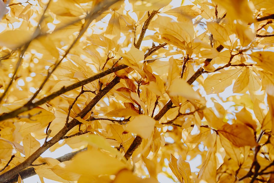 amarillo, hojas, magnolia, otoño, naranja, naturaleza, hoja, primer plano, fotograma completo, sin personas