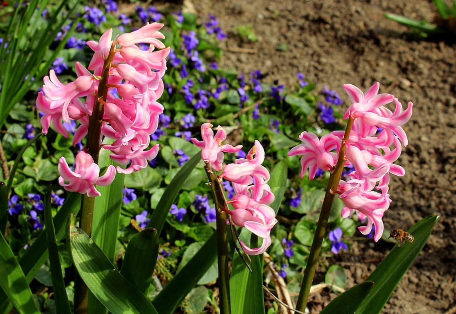 hyacinth, flower, spring garden, spring flowers, spring, pink ...