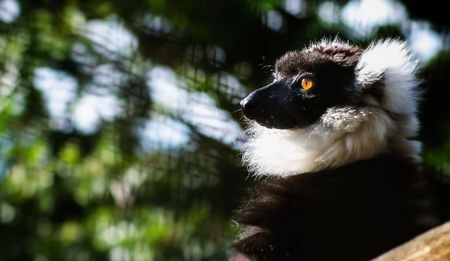 lemur, profile, zoo, nature, eyes, madagascar, head, looking, animal, striped