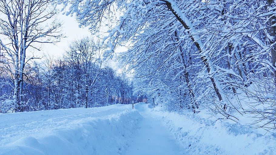 winter, snow, nature, cold, landscape, wintry, snow landscape, mystical, winter magic, cold temperature