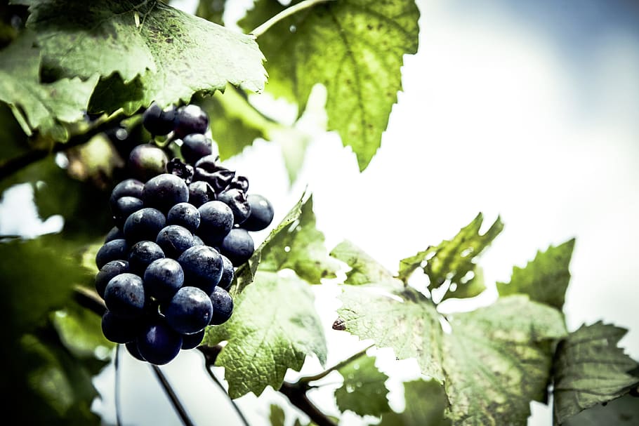 wine grapes, blue, fruit, grape, grapes, ingredient, ingredients, outdoor, wine, healthy eating