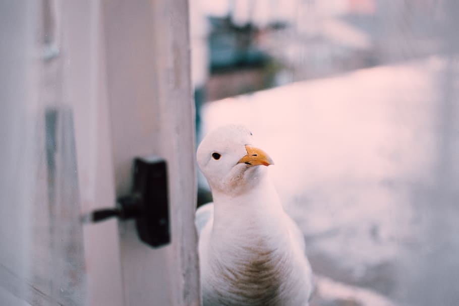 white, seagull, bird, curious, door, beak, avian, animal, one animal, animal wildlife