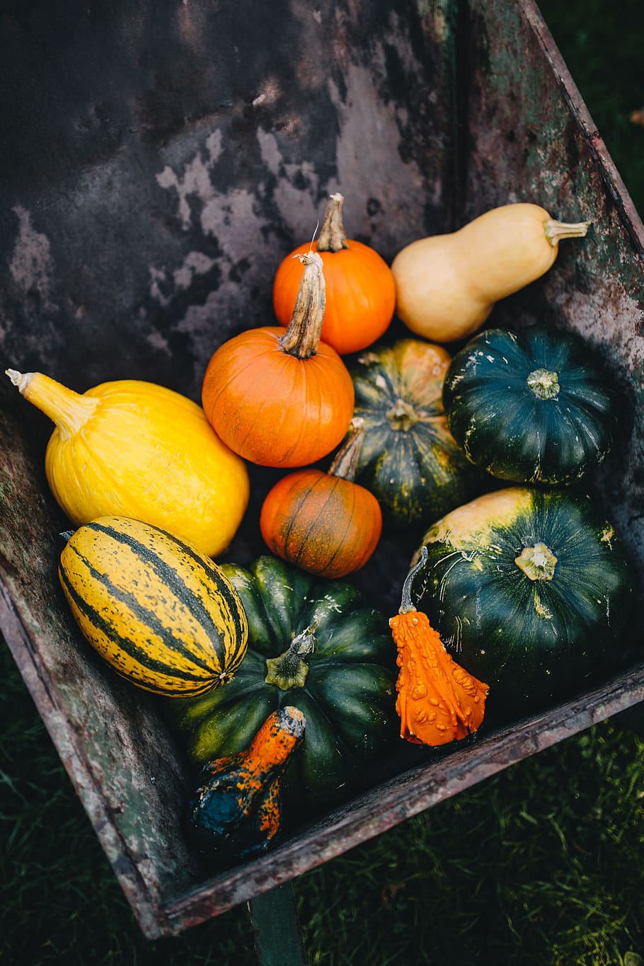 variedad de calabazas, saludable, salud, otoño, calabaza, vegetales, halloween, estacional, octubre, noviembre
