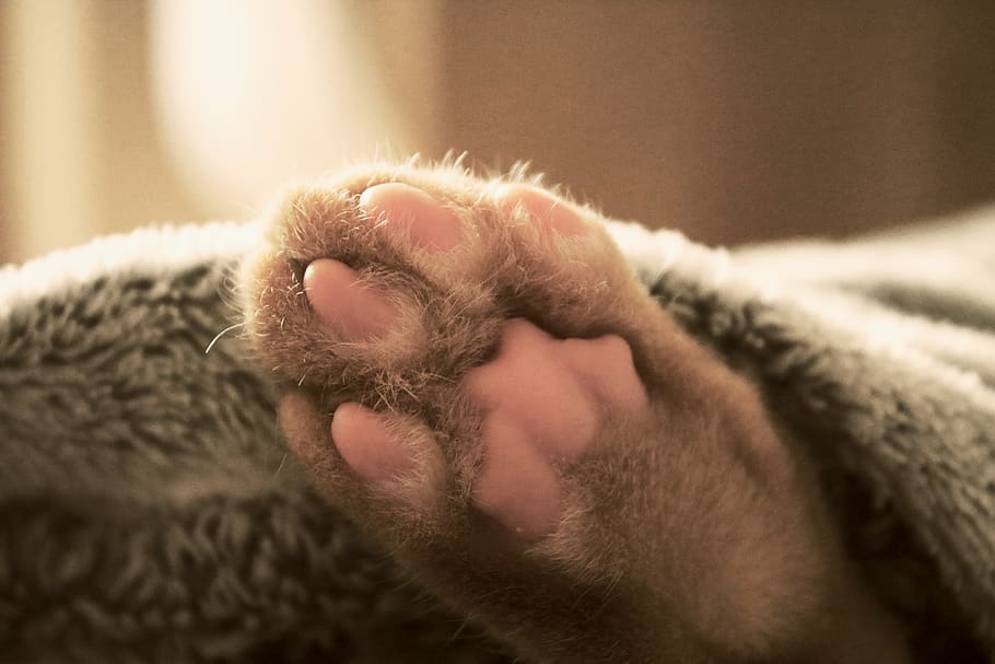 cat, paw, bed, sleeping, pet, animal, feline, domestic, fur, tabby