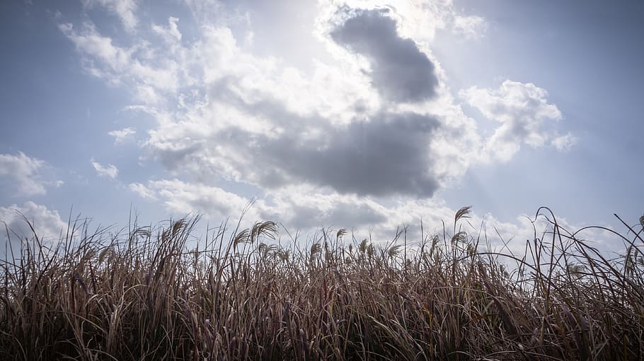 silver grass, autumn, nature, reed, plants, in autumn, silver pool, sky, landscape, autumn sky