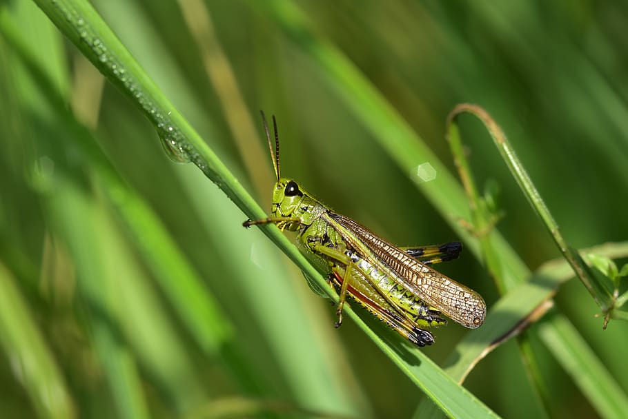 grasshopper, insect, close up, nature, green, viridissima, animal, summer, macro, grass