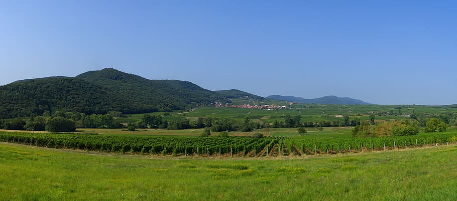 kebun anggur, panorama, alam, lanskap, jerman, jalan anggur, anggur, winegrowing, langit, musim panas
