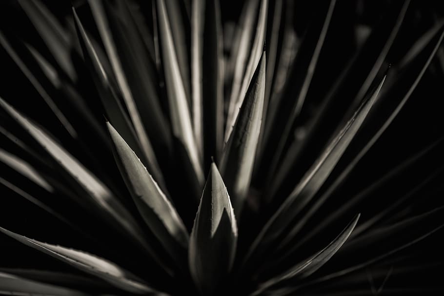 plant, outdoor, dark, black and white, backgrounds, growth, leaf, plant part, beauty in nature, close-up