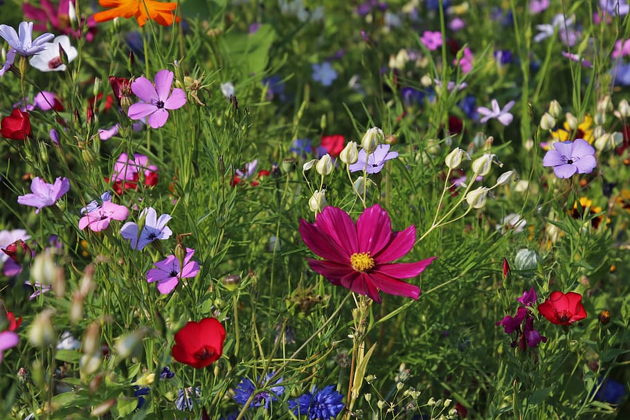 flores silvestres, prado, grama, plantas, natureza, floração, jardim, verão, floral, delicado