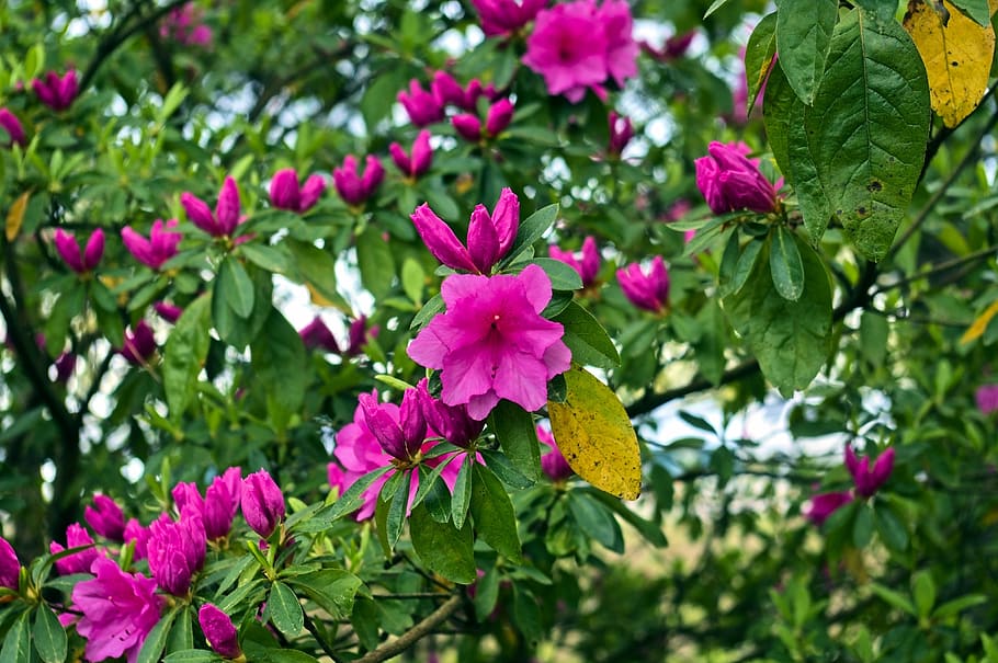 azalea di pegunungan ozark, bunga, azalea, mekar, musim semi, pink, taman, alam, rhododendron, april