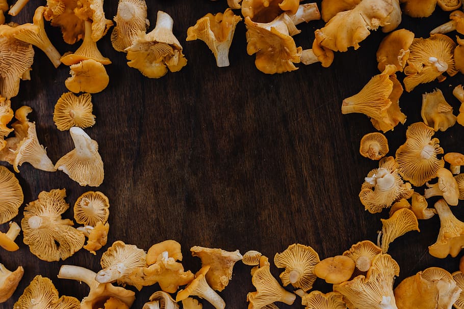 memetik, jamur chantarelle, kayu, chantarelle, jamur, jamur yang dapat dimakan, jamur kuning, musim gugur, makanan dan minuman, makanan