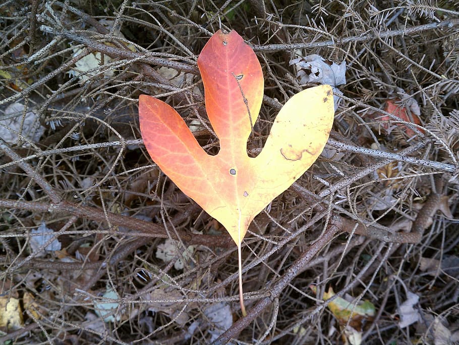single, leaf, displaying, array, fall colors, nature, leaves, forest, trees, woods