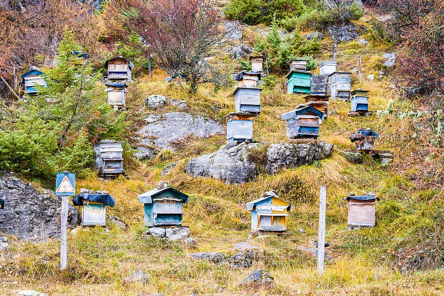 hive, honey, bee, mountain, beekeeping, nature, pollen, beekeeper, ecology, apiary