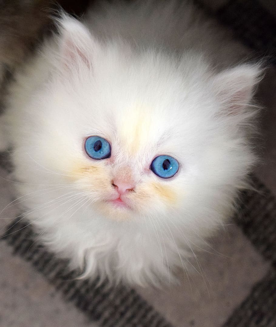 kitten, pussy, cat, a little, jam, cute, a pet, charming, quite a bit, fluffy