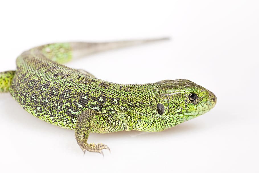 Gecko, verde, iguana, lagarto, acción, animal, fondo, belleza, negro, cuerpo