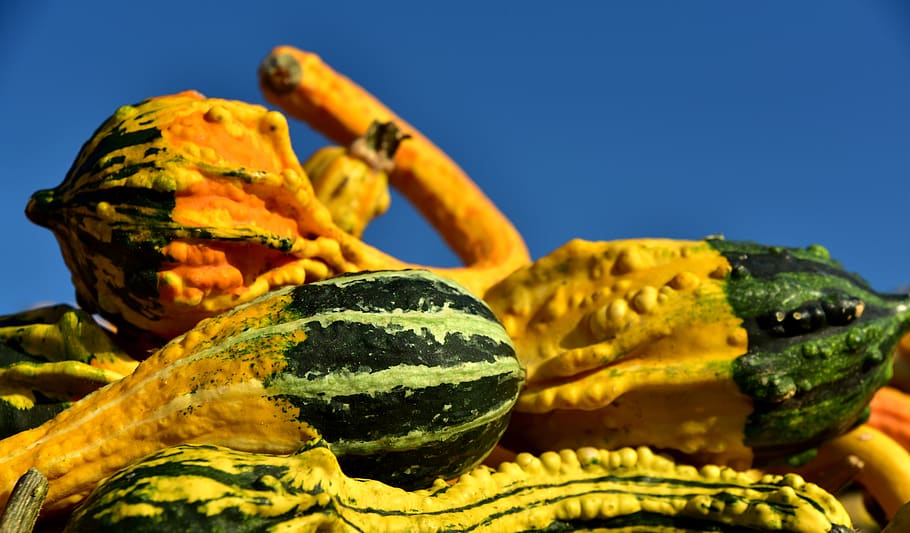 pumpkin, gourd, bright, colorful, decorative, autumn, halloween, fun, small, beautiful
