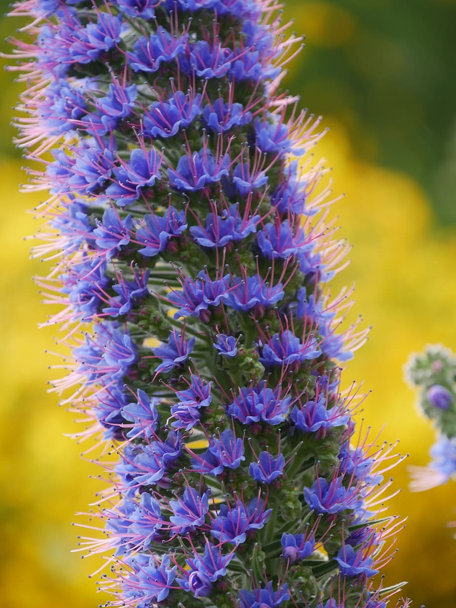Madeira, arieiro, kepala ular, mekar, bunga, raublattgewächs, biru, tumbuhan liar, alam, flora