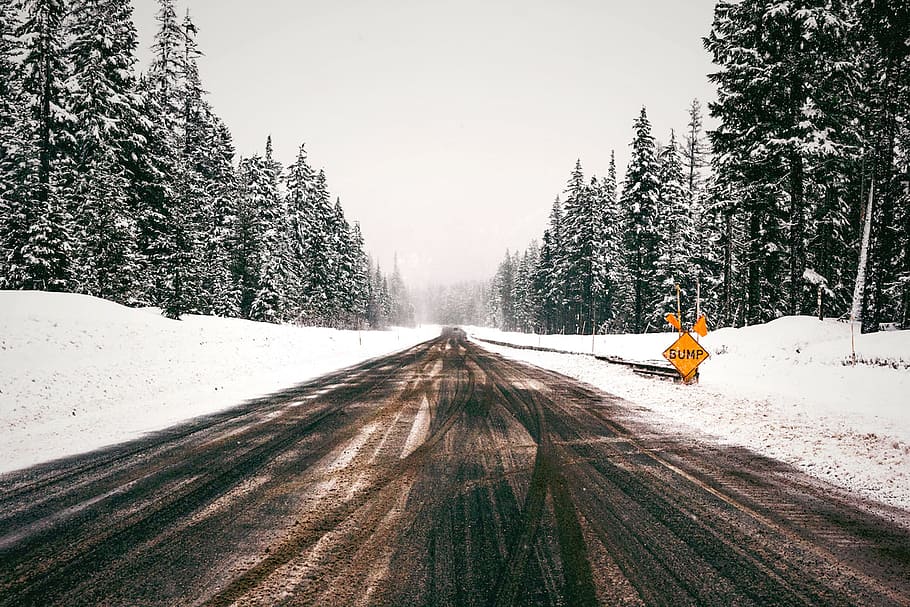 natureza, árvores, estrada, neve, frio, maneira, viagem, neblina, árvore, inverno