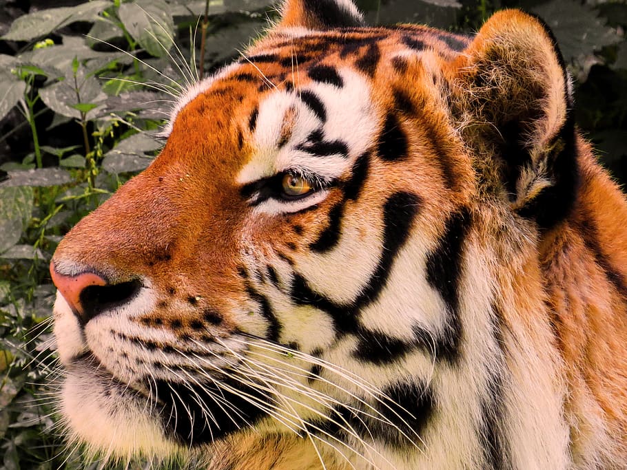 animal, tiger, big cat, amurtiger, cat, predator, head, animal portrait, dangerous, siberian tiger