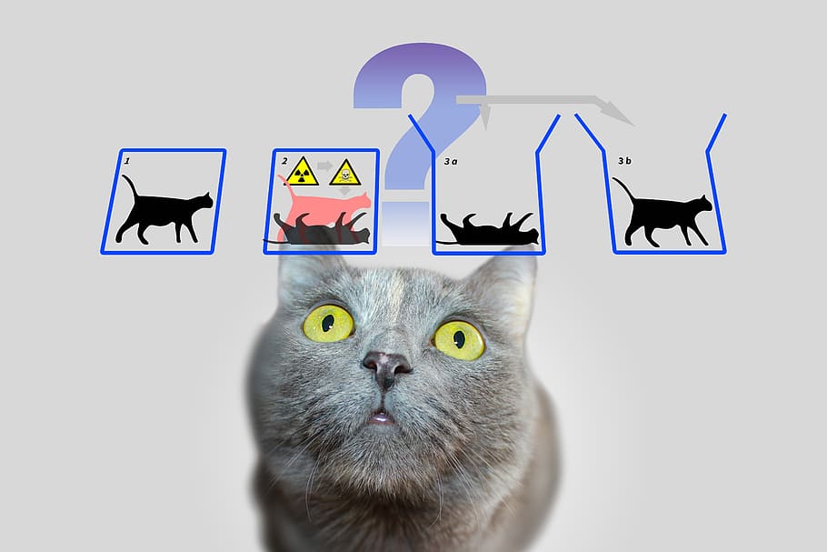 física, gato de schrödinger, mecânica quântica, paradoxo, gato, experiência, quadro branco, conselho de administração, ponto de interrogação, felino