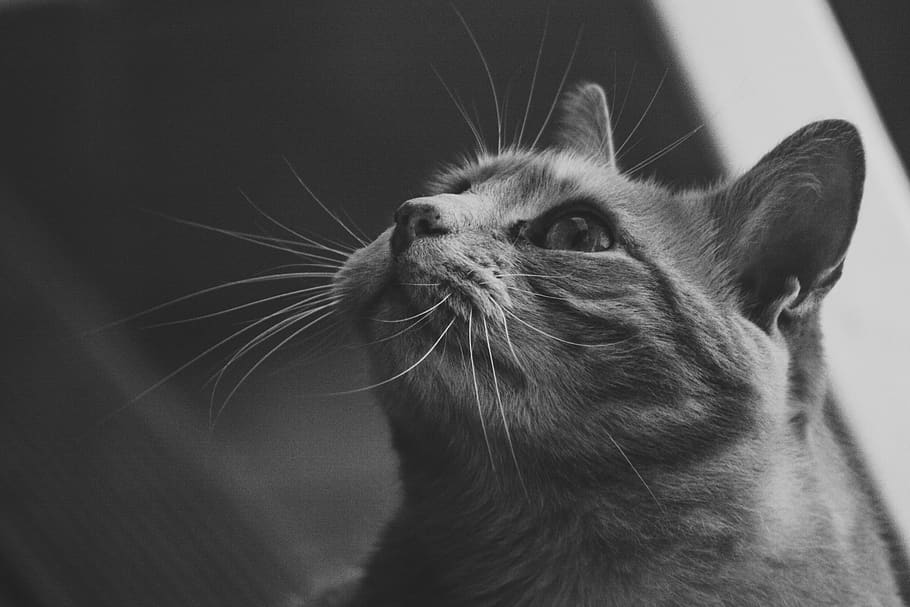 cat, feline, black and white, pet, animal, portrait, cute, furry, housecat, mammal