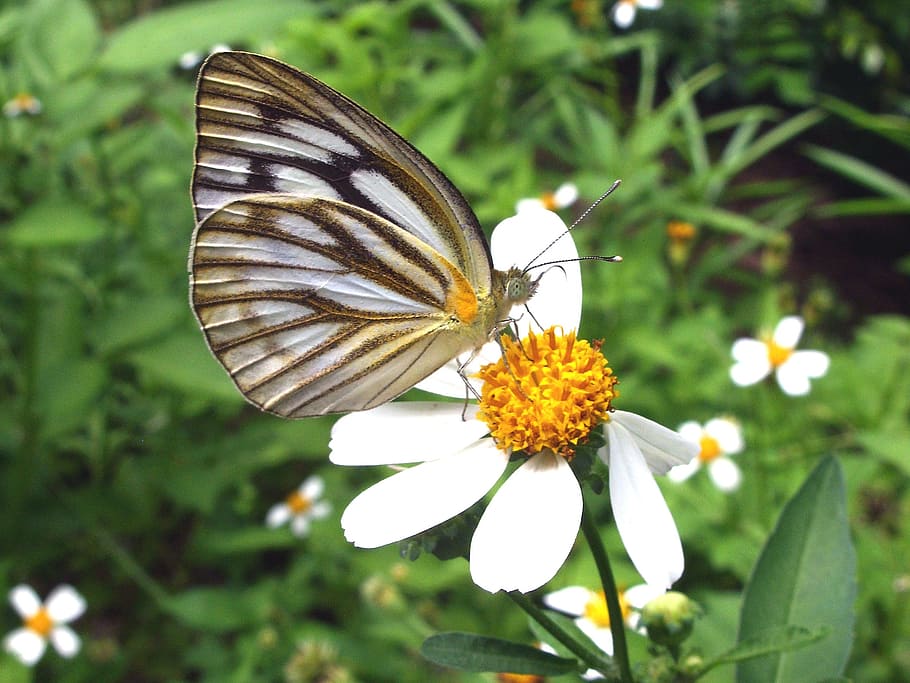 pintado, borboleta jezebel, -, delias hyparete, norte, tailândia, borboleta, pintado jezebel, tailandês, sudeste da Ásia