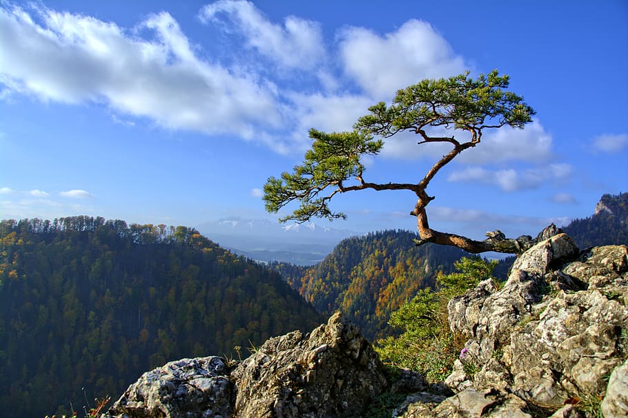 pieniny, pine, mountains, trail, poland, tour, nature, sokolica, tatry, malopolska