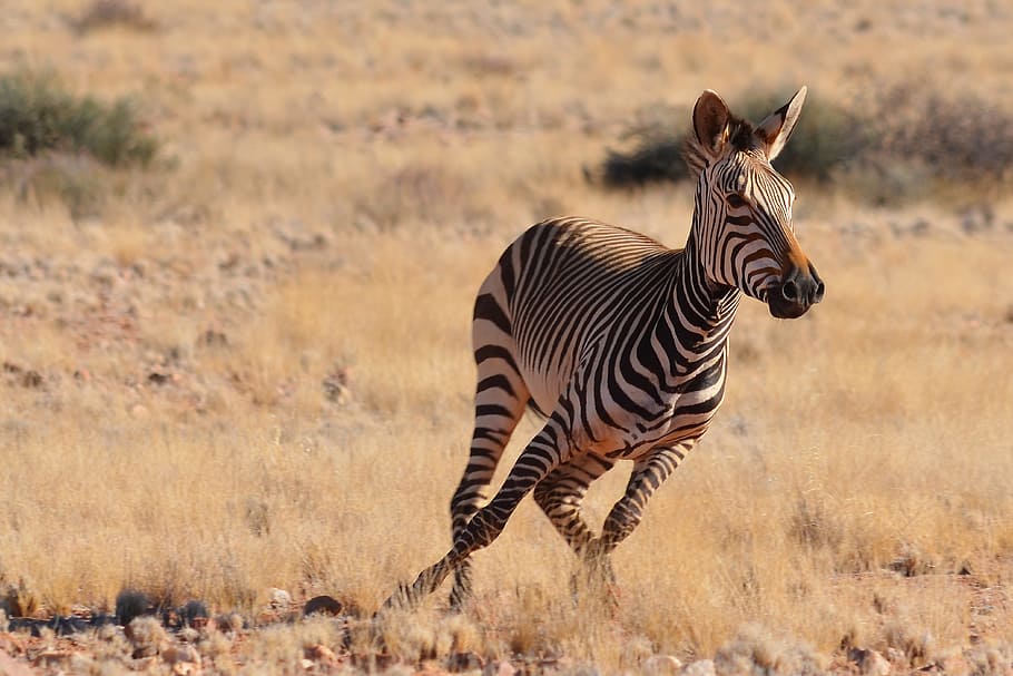 zebra di afrika, animalsNature, afrika, safari, zebra, hewan di alam liar, hewan satwa liar, tema hewan, hewan, bergaris-garis