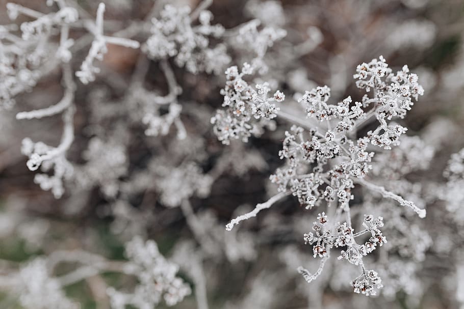 frozen, leaves, &, twigs, nature, plant, frost, winter, cold, ice