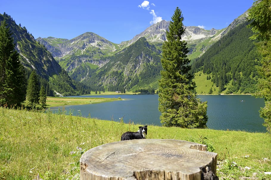 vilsalpsee, tyrol, alpine, austria, gunung, menanam, keindahan di alam, scenics - alam, rumput, air