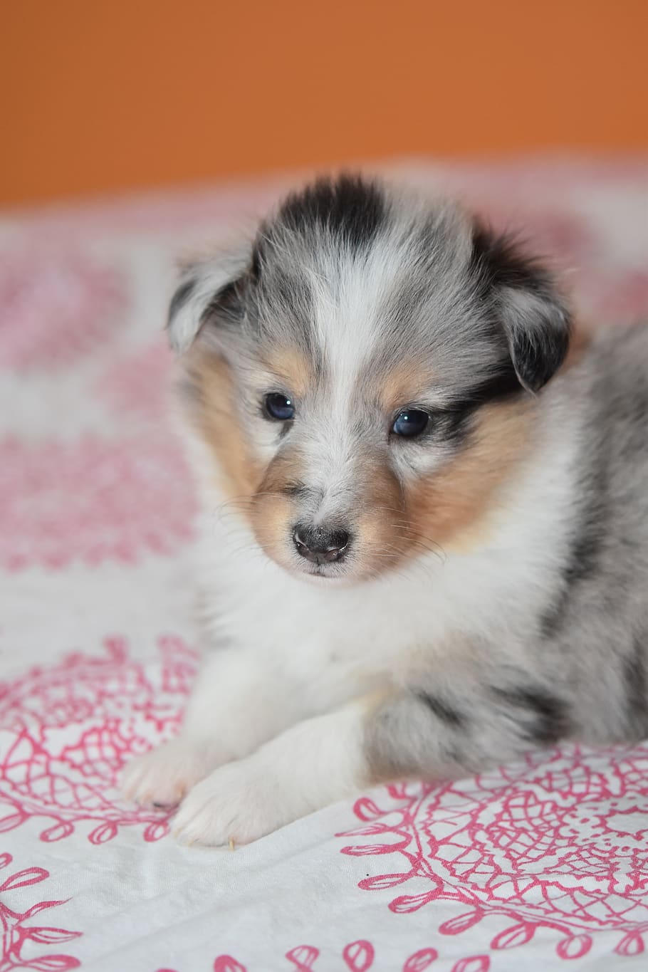 puppy shetland sheepdog, dog, bitch, pup, princess bitch blue, animal, cute, canine, female, adorable