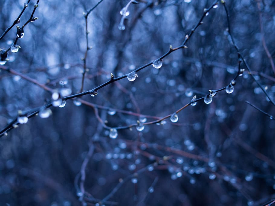 rain drops, wet, branches, trees, forest, woods, nature, dark, blue, tree