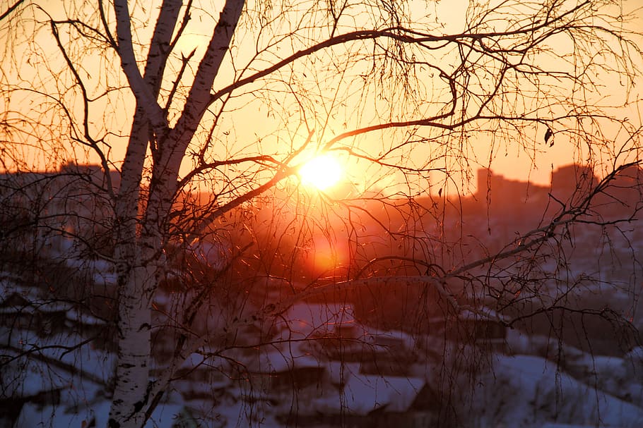 sol, inverno, ao ar livre, luz solar, árvore, frio, raio de sol, vibrante, iluminado, nascer do sol