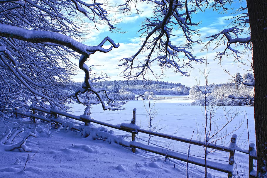 musim dingin, pemandangan, salju, es, dingin, hutan, putih, sihir musim dingin, suhu dingin, pohon